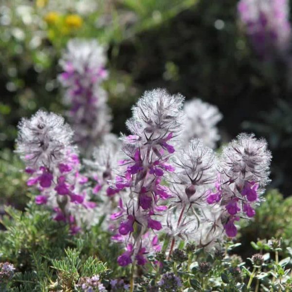 چای کوهی