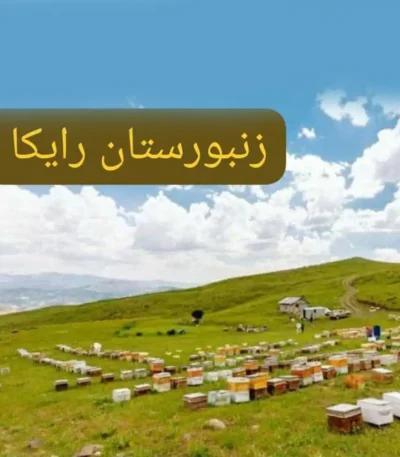 عسل گون طبیعی